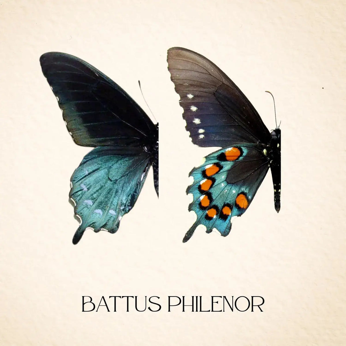 Real Pipevine Swallowtail (Verso) – 6x6 Shadowbox 