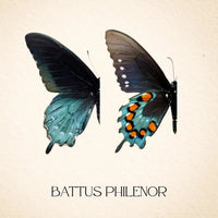 Real Pipevine Swallowtail (Verso) – 6x6 Shadowbox 