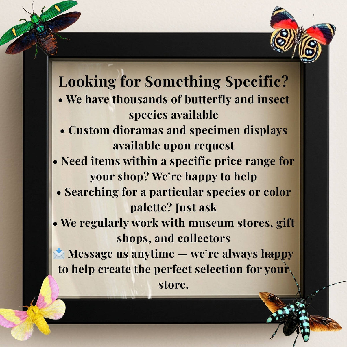 Real Pipevine Swallowtail (Verso) – 6x6 Shadowbox 